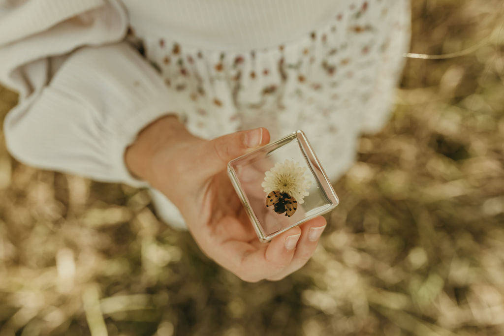 Ladybird and Flower Specimen: