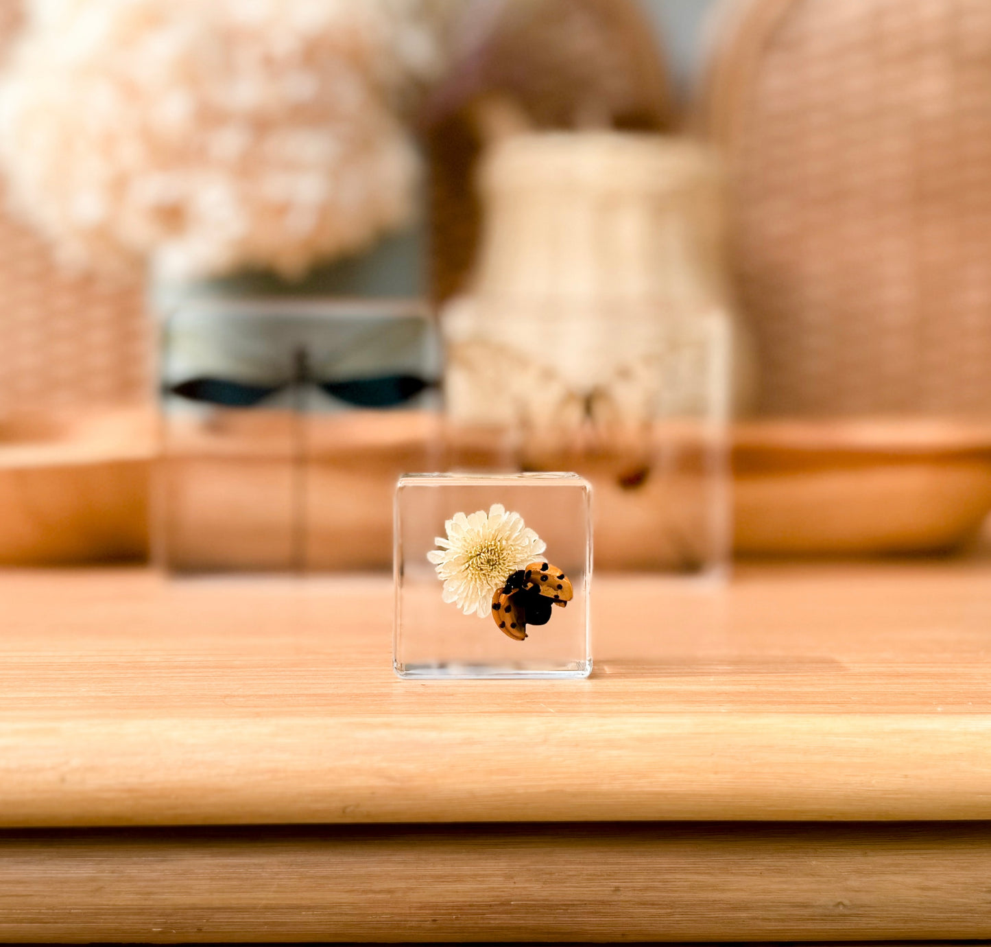 Ladybird and Flower Specimen: