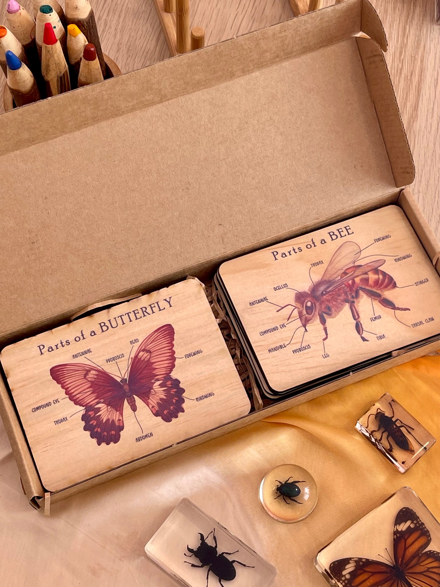 Bug Anatomy Card Set of 8