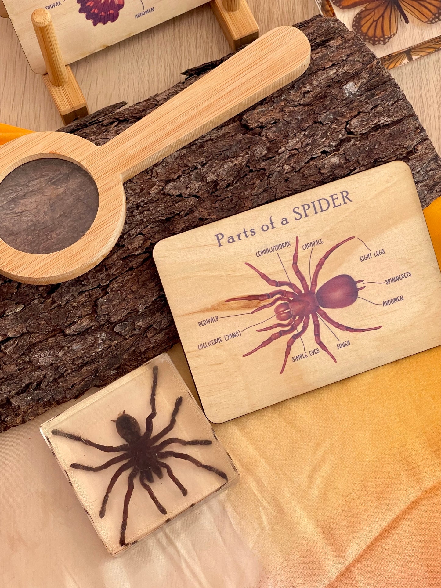 Bug Anatomy Card Set of 8