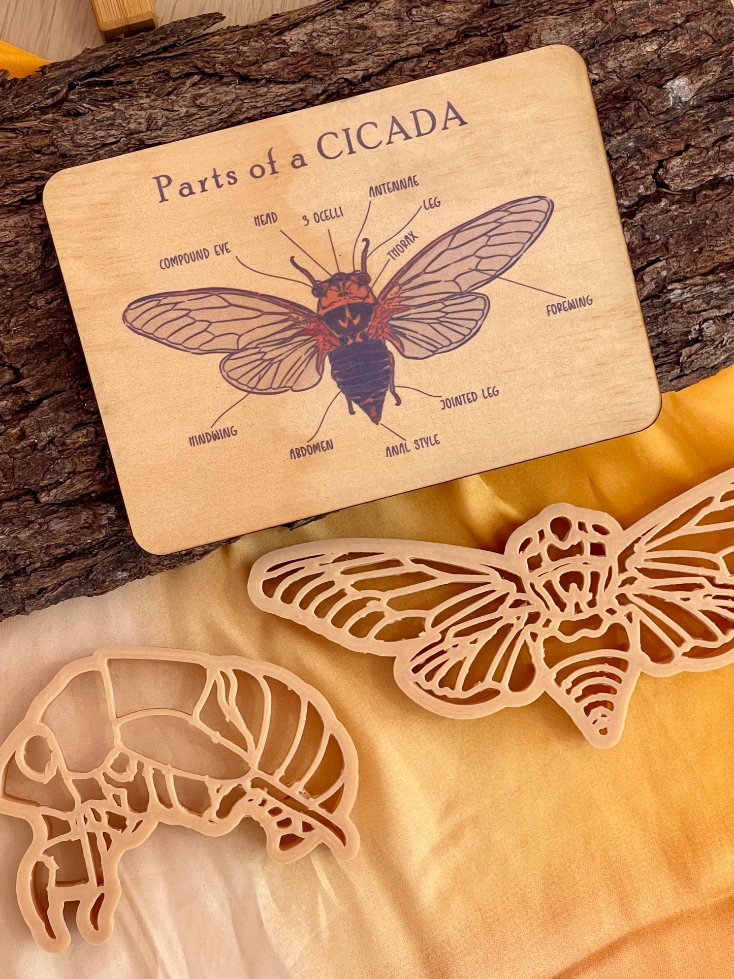 Bug Anatomy Card Set of 8