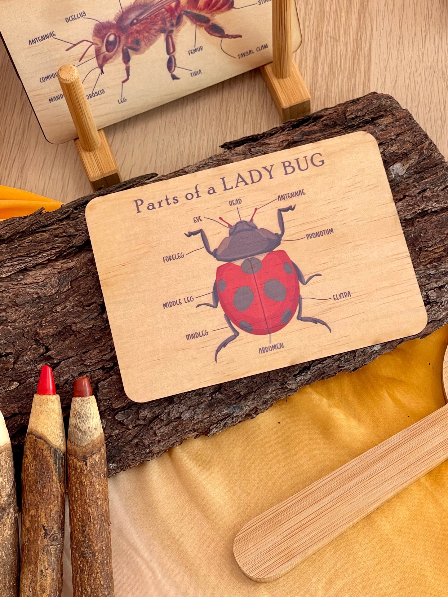 Bug Anatomy Card Set of 8
