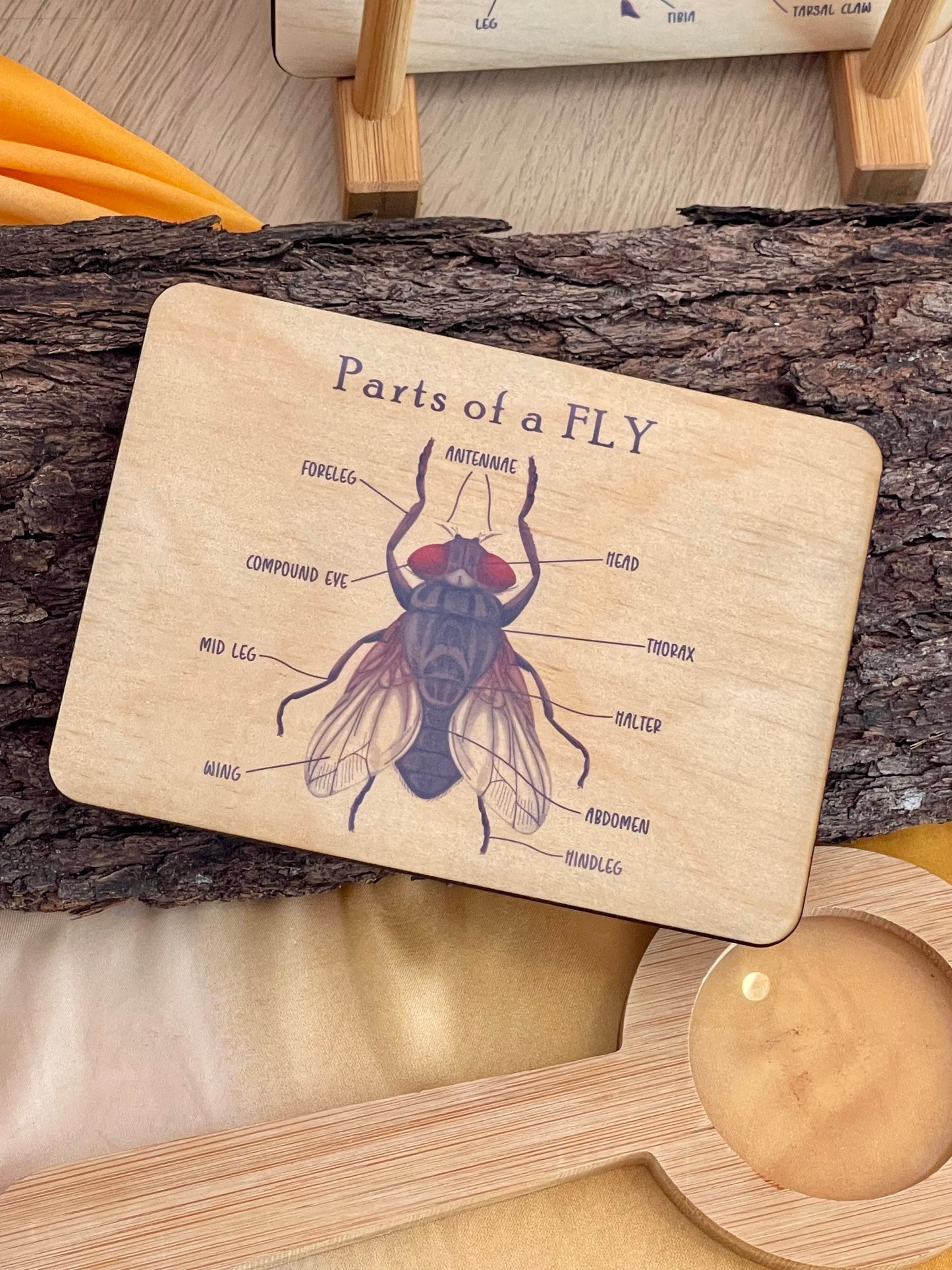 Bug Anatomy Card Set of 8