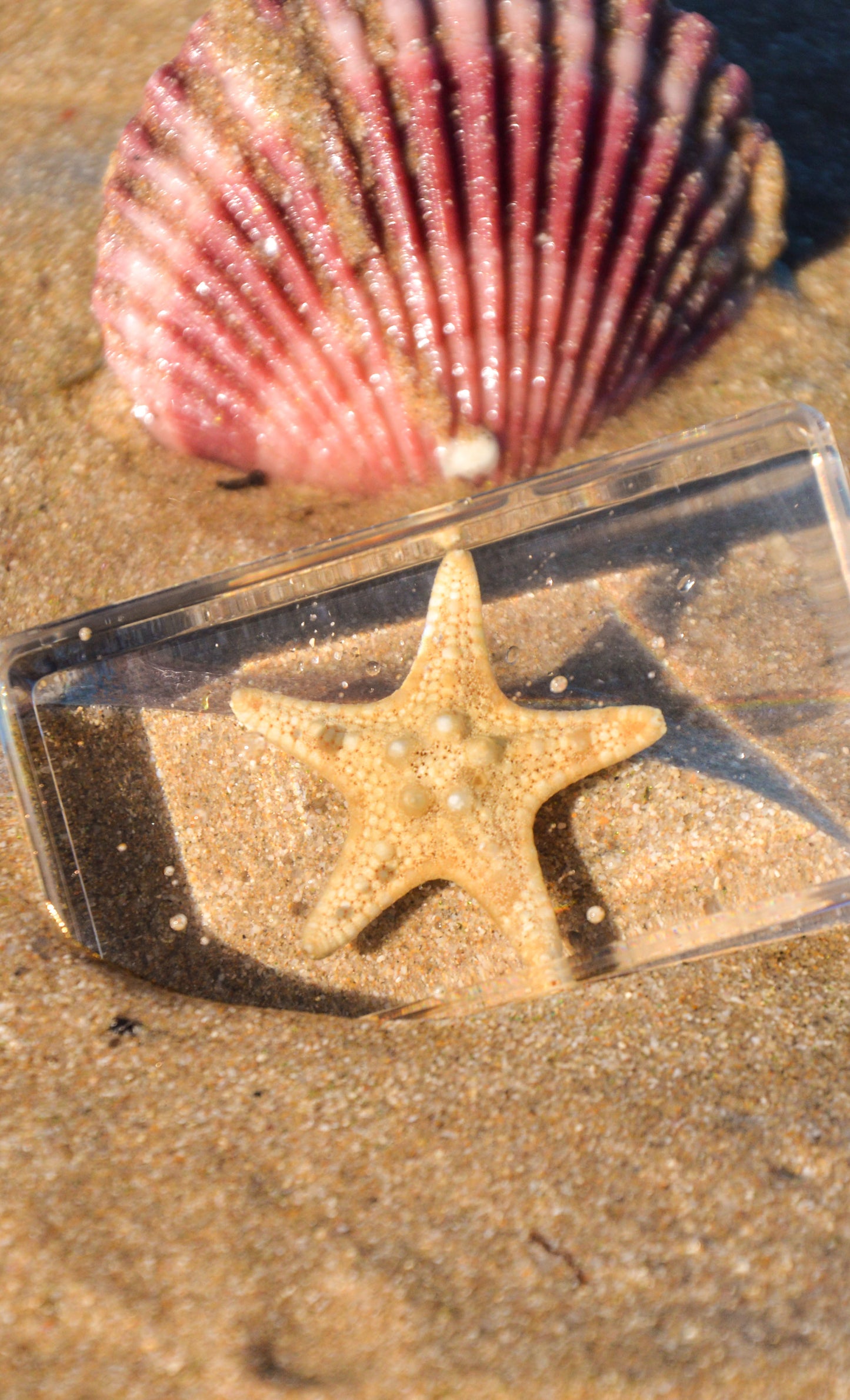 Starfish Specimen