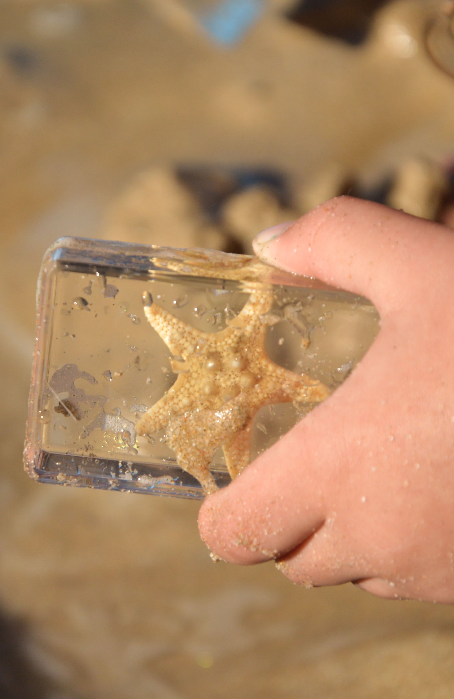 Starfish Specimen
