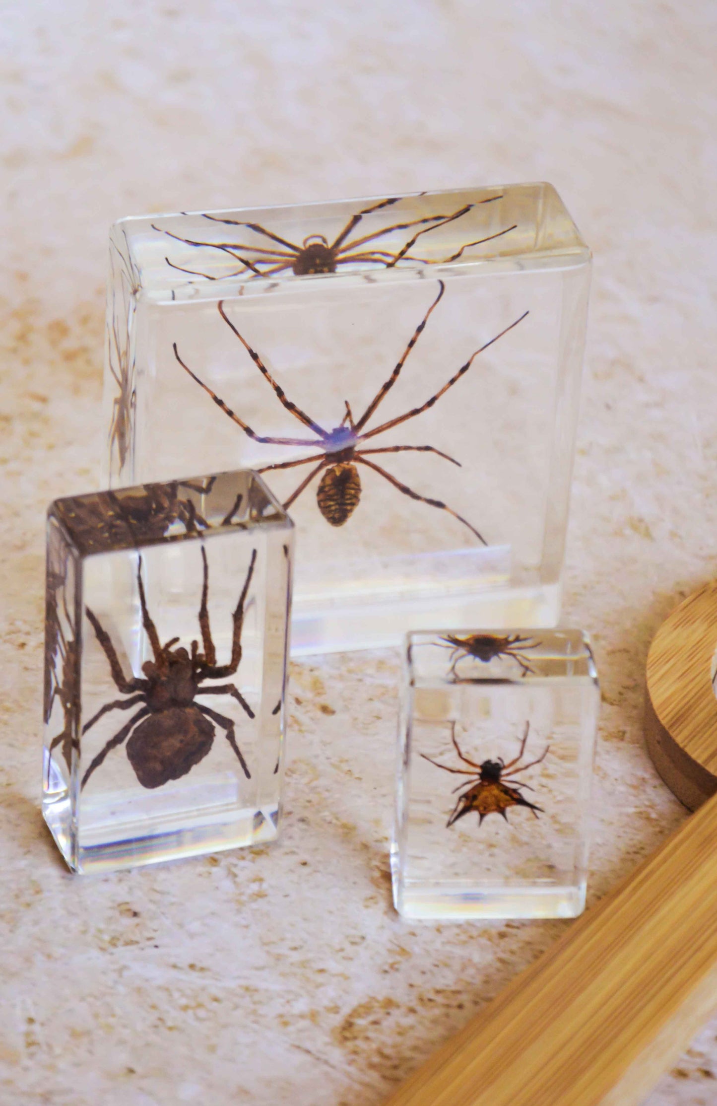 Spider Specimen Set