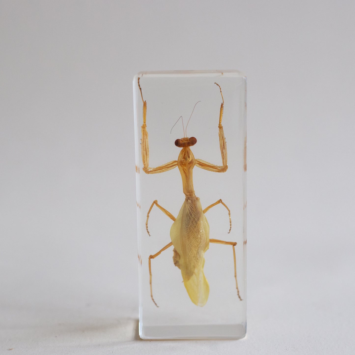 Praying Mantis Specimen