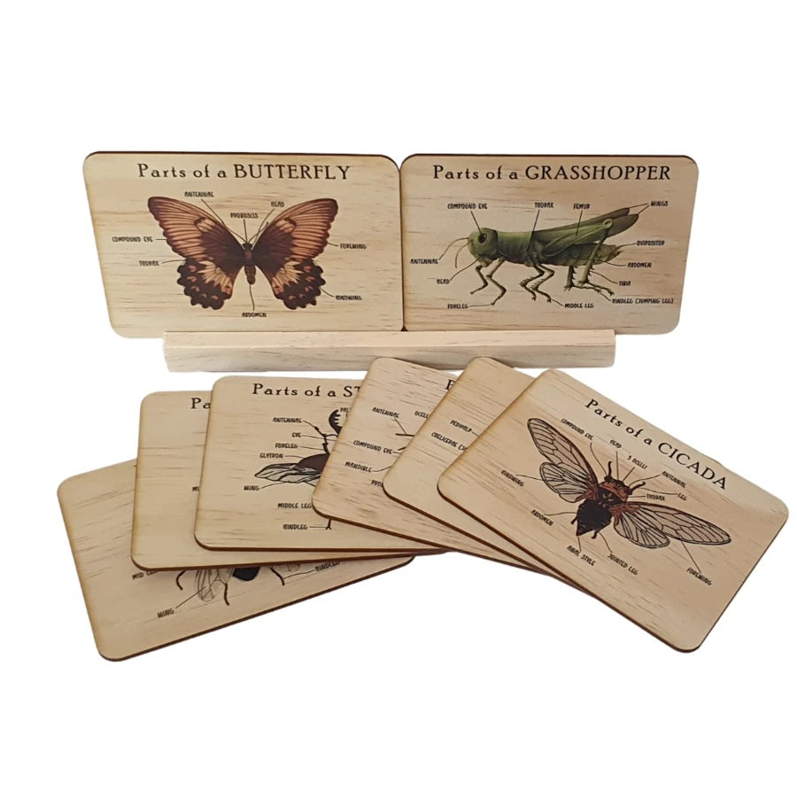 Bug Anatomy Card Set of 8