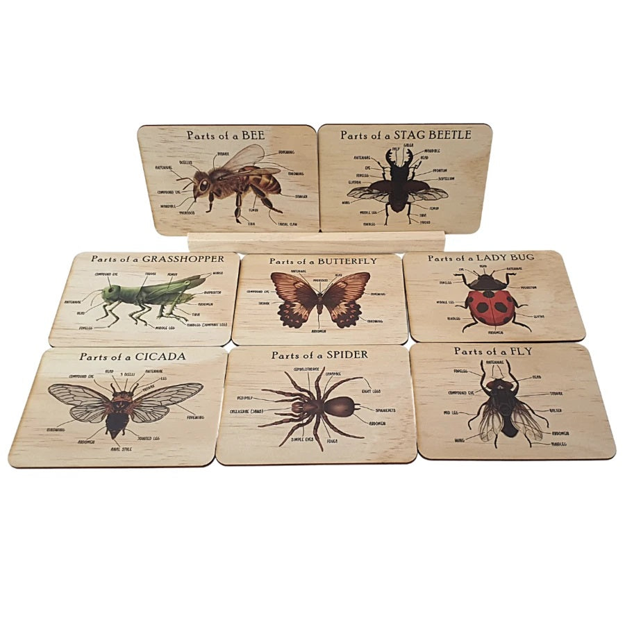 Bug Anatomy Card Set of 8