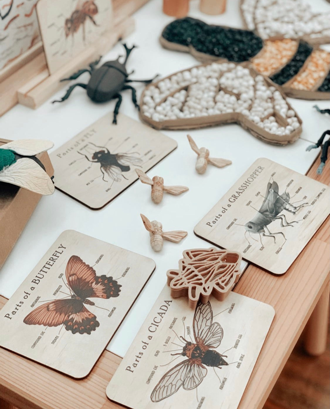 Bug Anatomy Card Set of 8