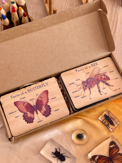 Bug Anatomy Card Set of 8