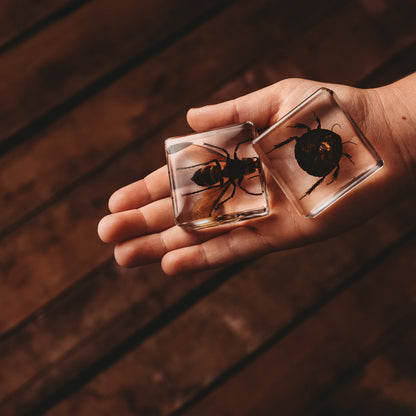 Investigative Insects Specimen Set