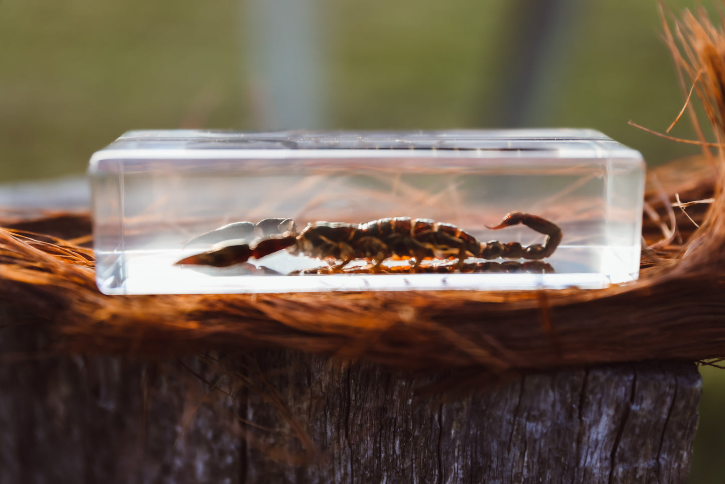 Black Scorpion Specimen