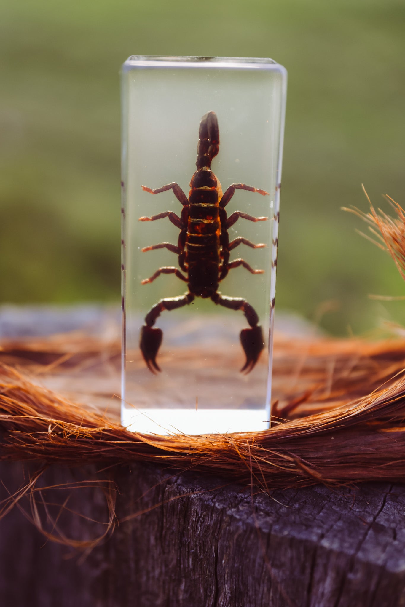 Black Scorpion Specimen