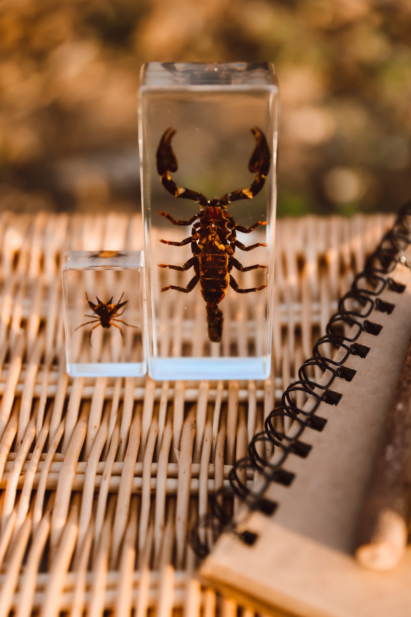 Black Scorpion Specimen