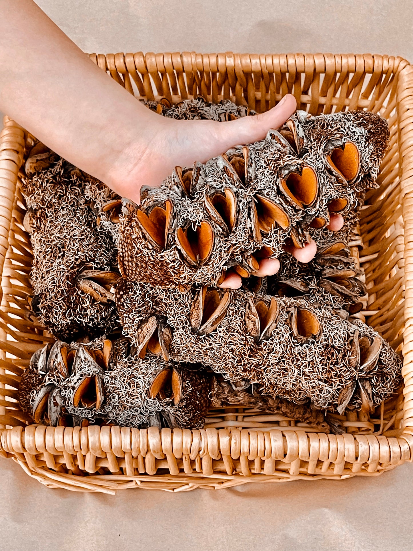 Banksia Pod - Medium