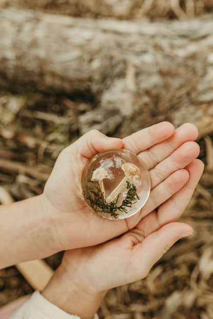 Mushroom and Moss Specimen Dome