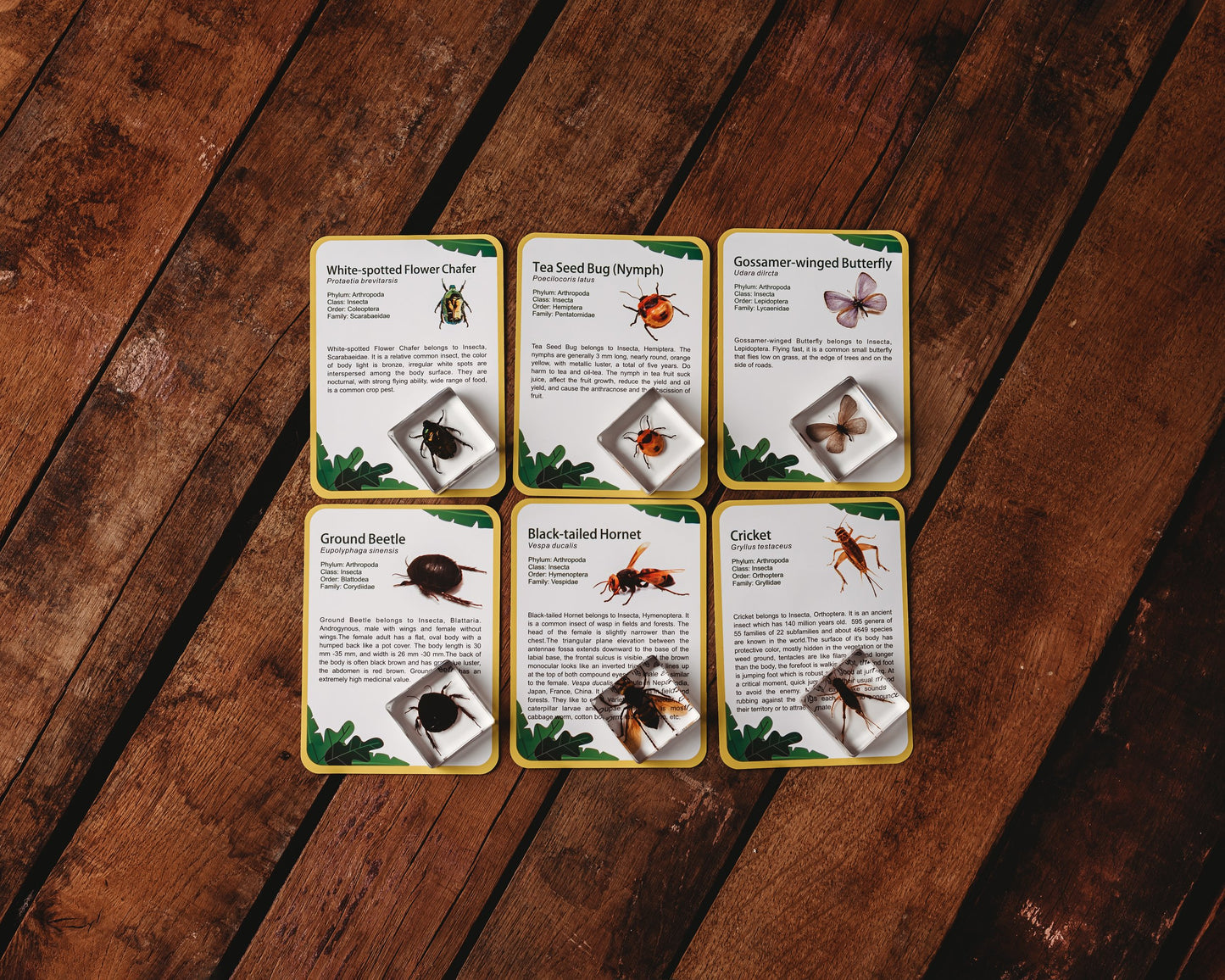Investigative Insects Specimen Set