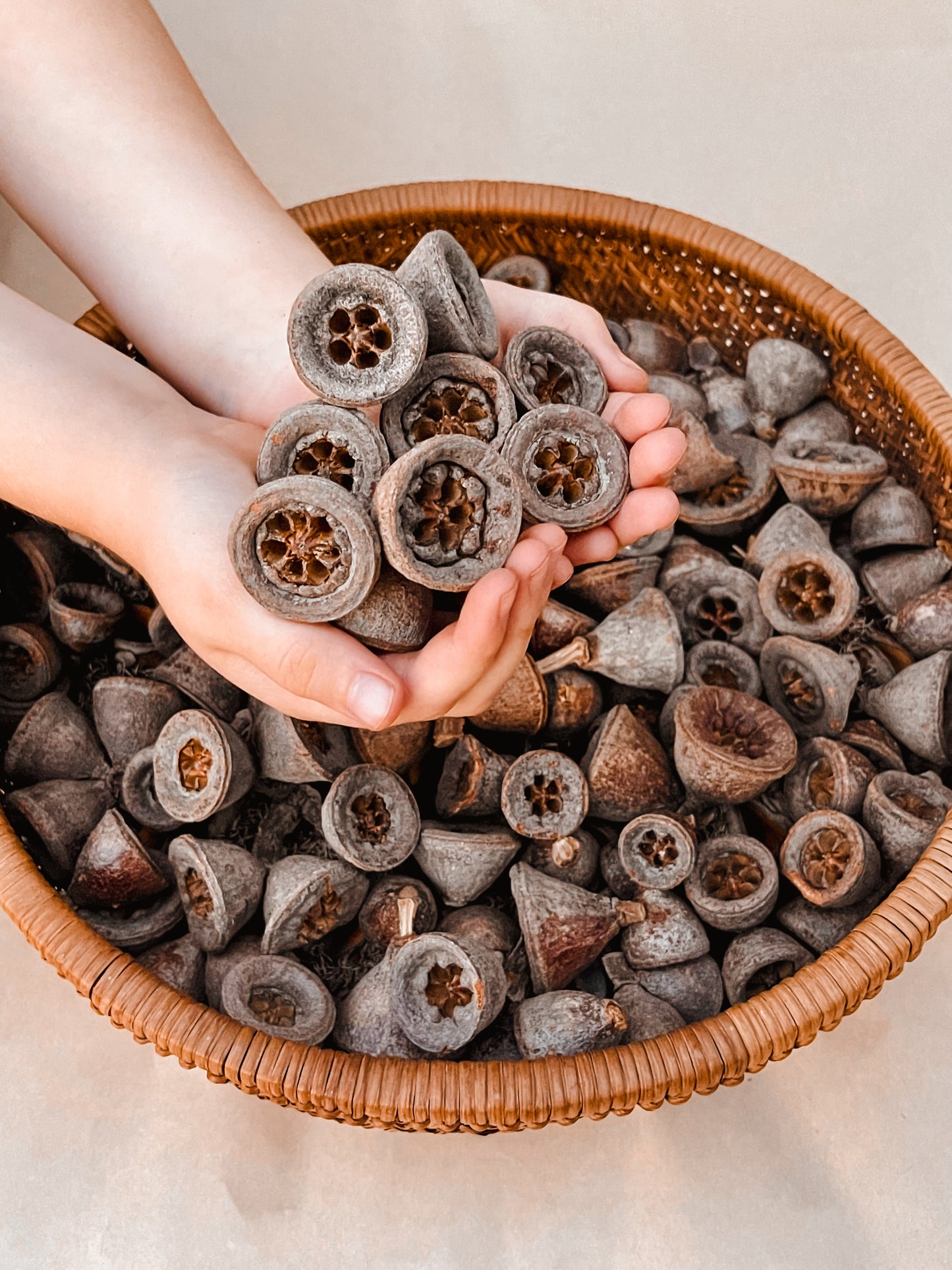 Eucalyptus Bell Pods