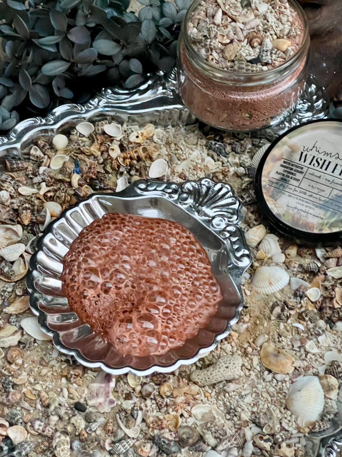 Shell Spell Wish Fizz - Acorn