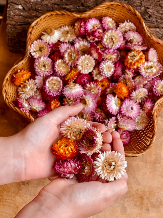 Dried Paper Daisy Flowers