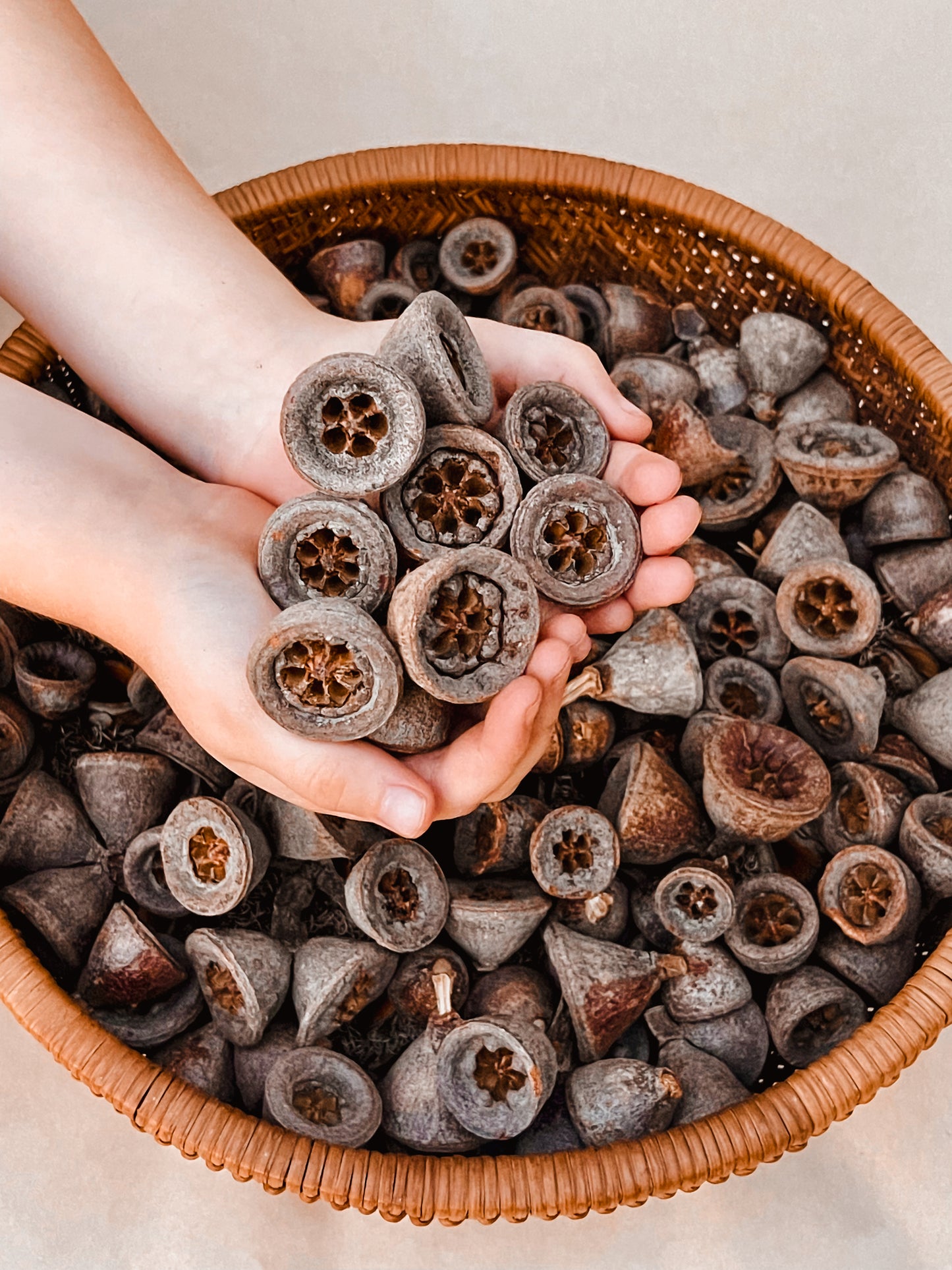 Eucalyptus Bell Pods