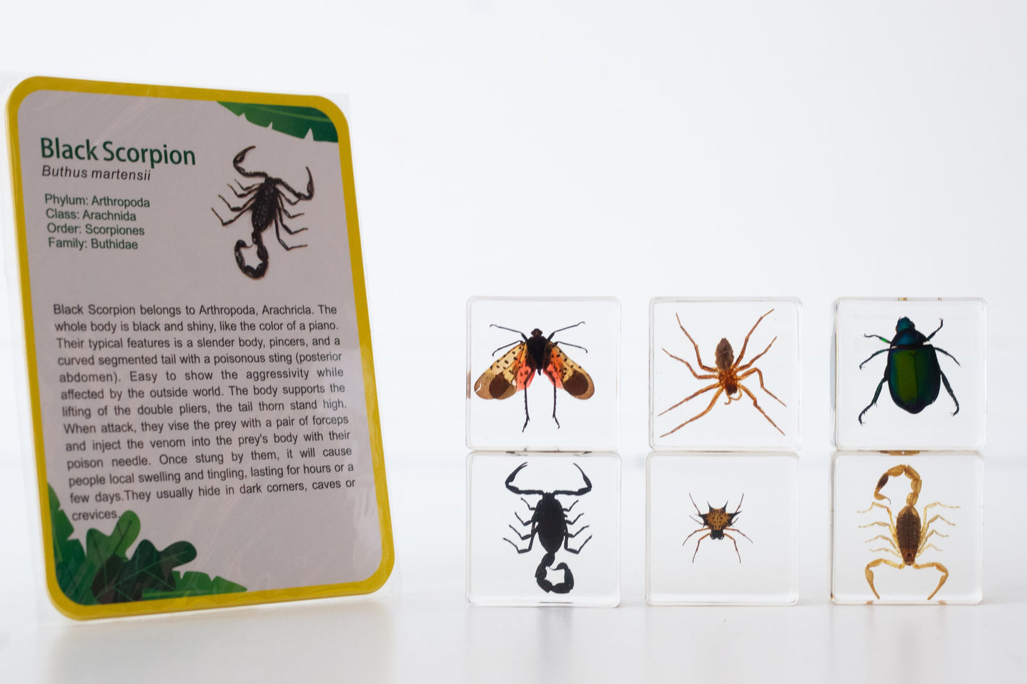 Creepy Crawlers Specimen Set