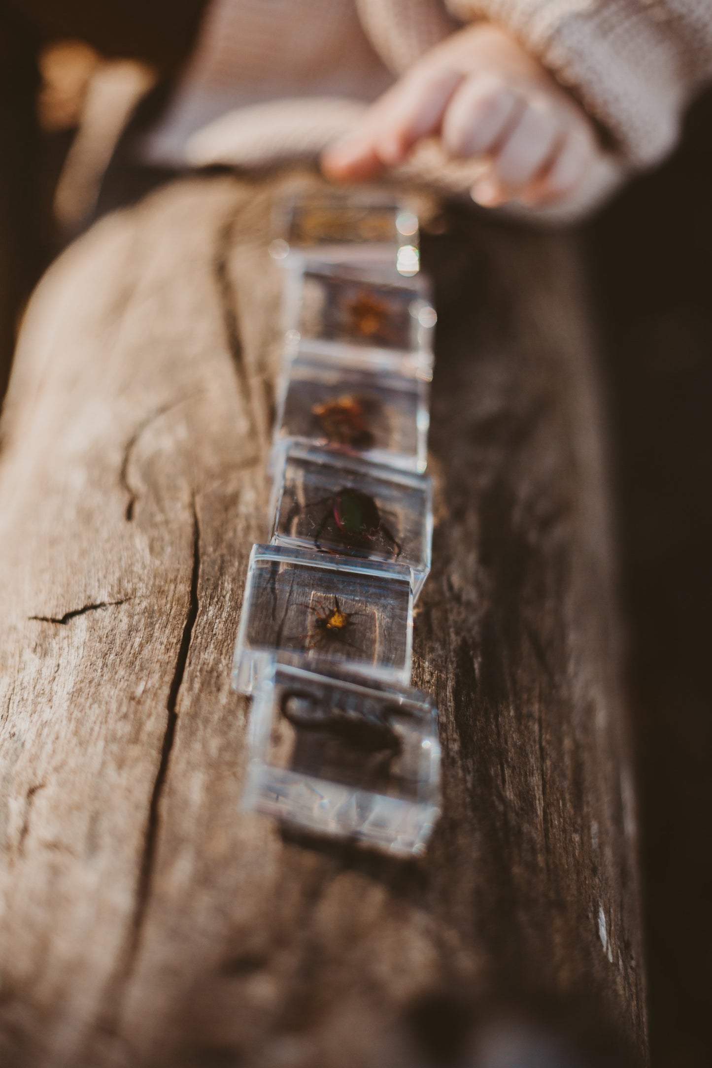 Creepy Crawlers Specimen Set