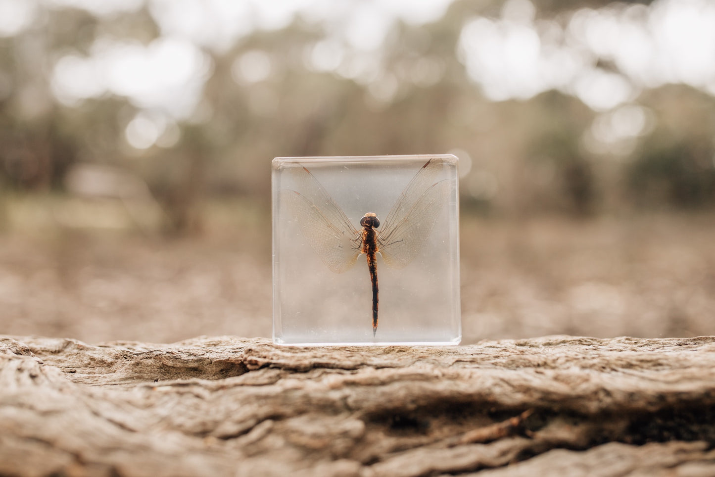 Dragonfly Specimen