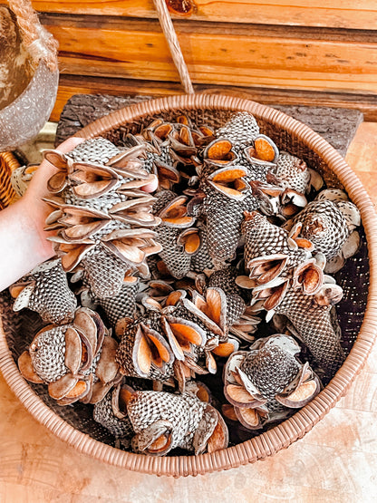 Banksia Menziesii Pods -Small