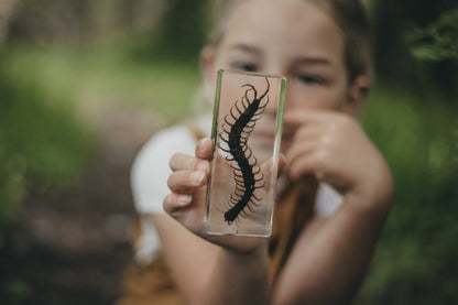 Centipede Specimen