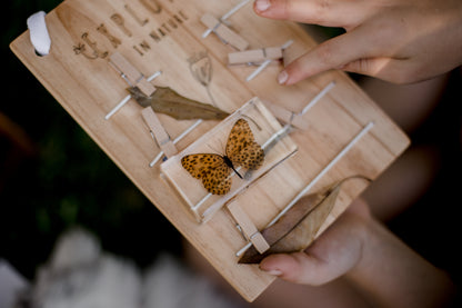 Leopard Butterfly Specimen