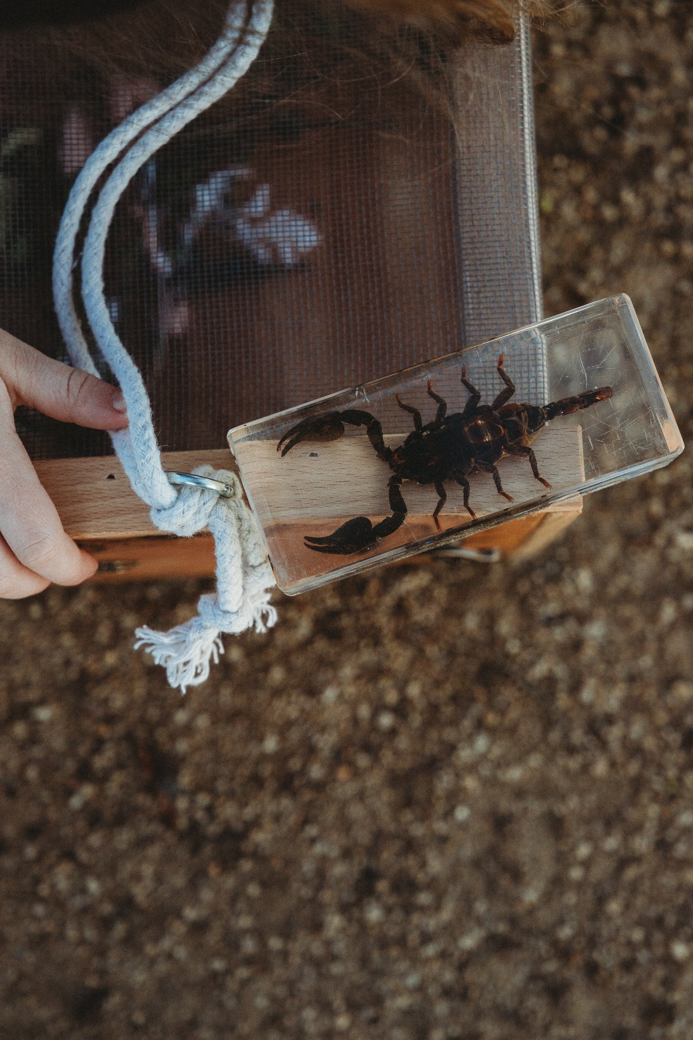 Black Scorpion Specimen