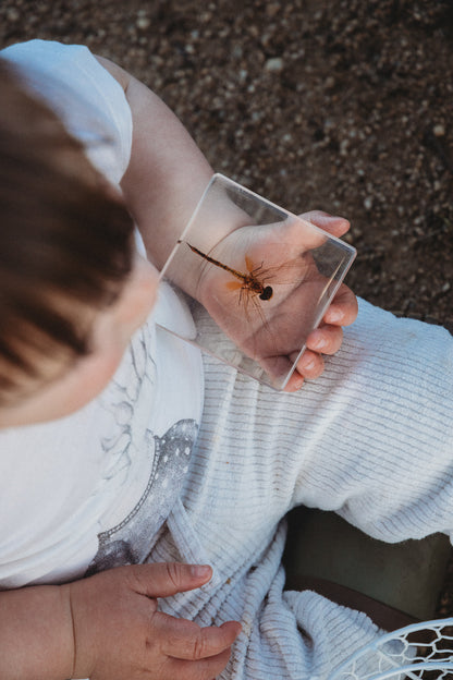 Dragonfly Specimen