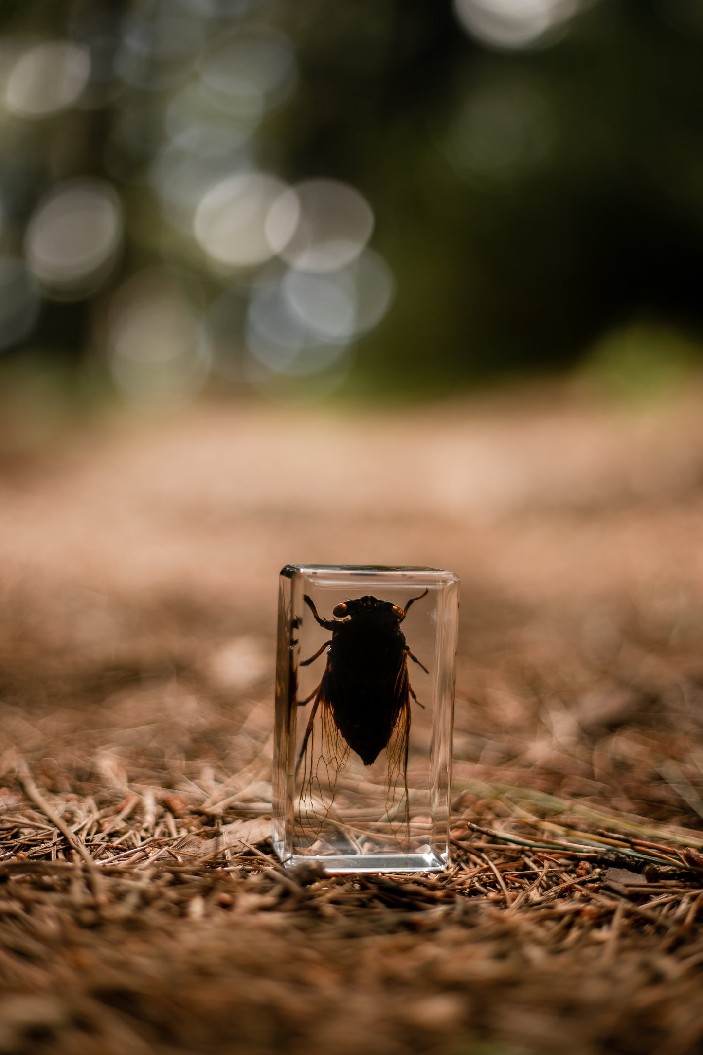 Black Cicada Specimen