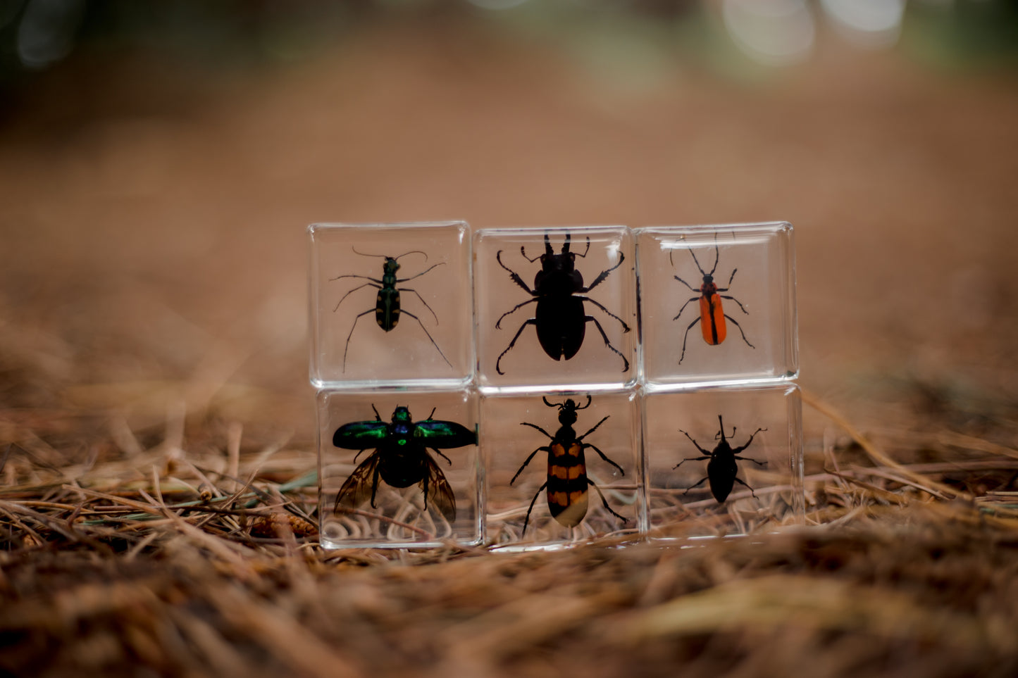 Brilliant Bugs Specimen Set