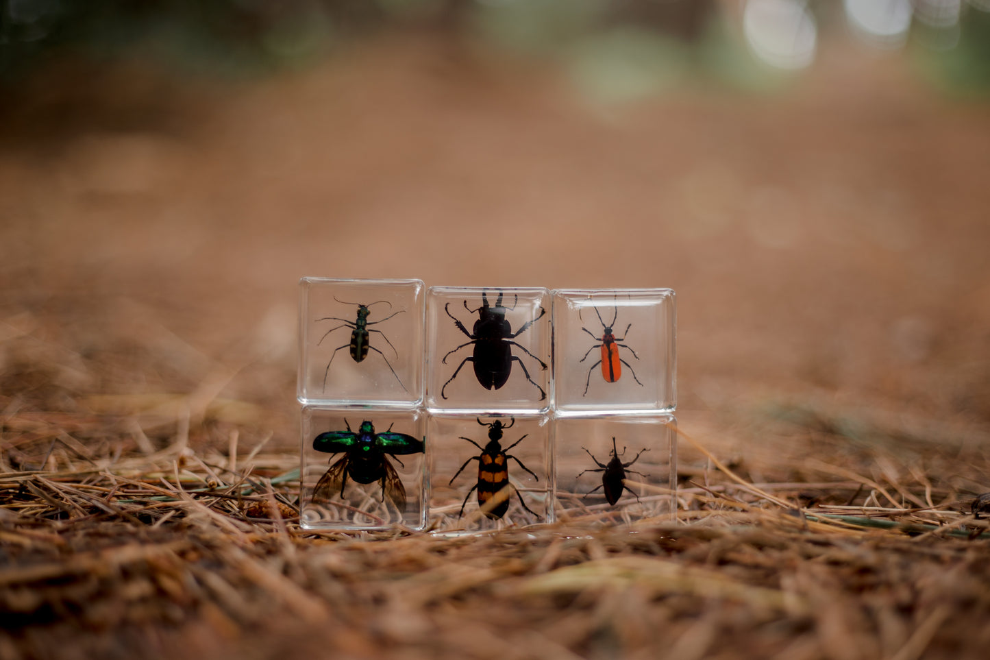 Brilliant Bugs Specimen Set