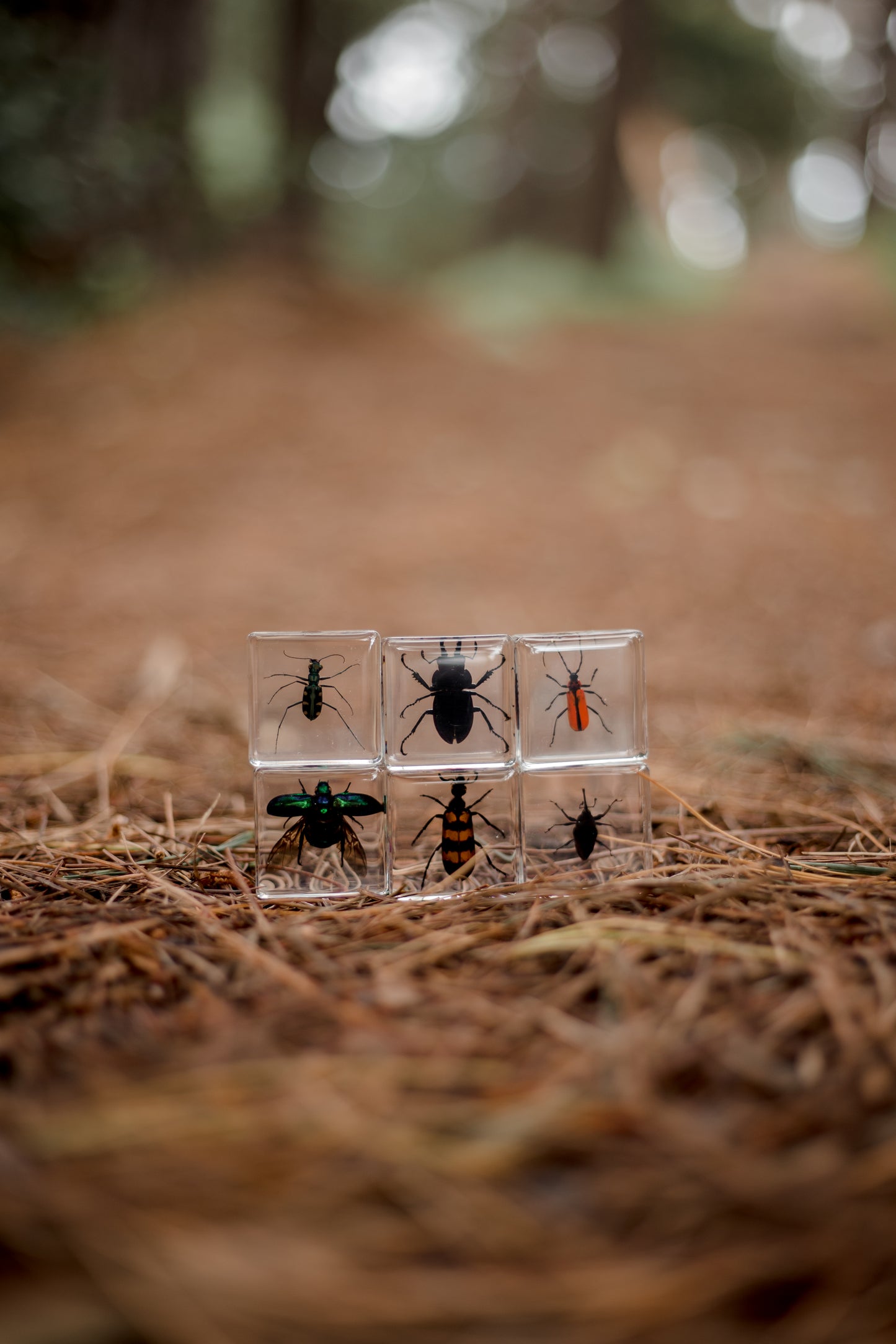 Brilliant Bugs Specimen Set