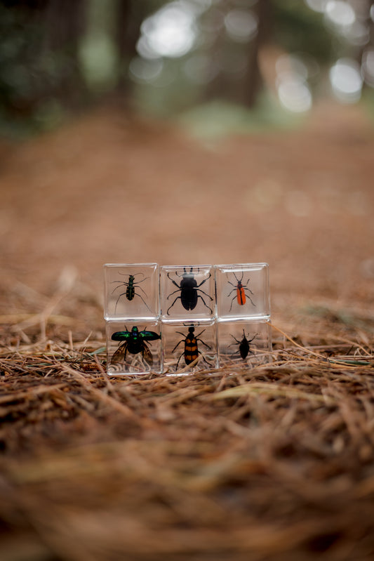 Brilliant Bugs Specimen Set