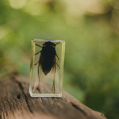 Black Cicada Specimen