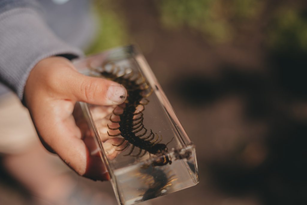 Centipede Specimen