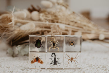 Creepy Crawlers Specimen Set