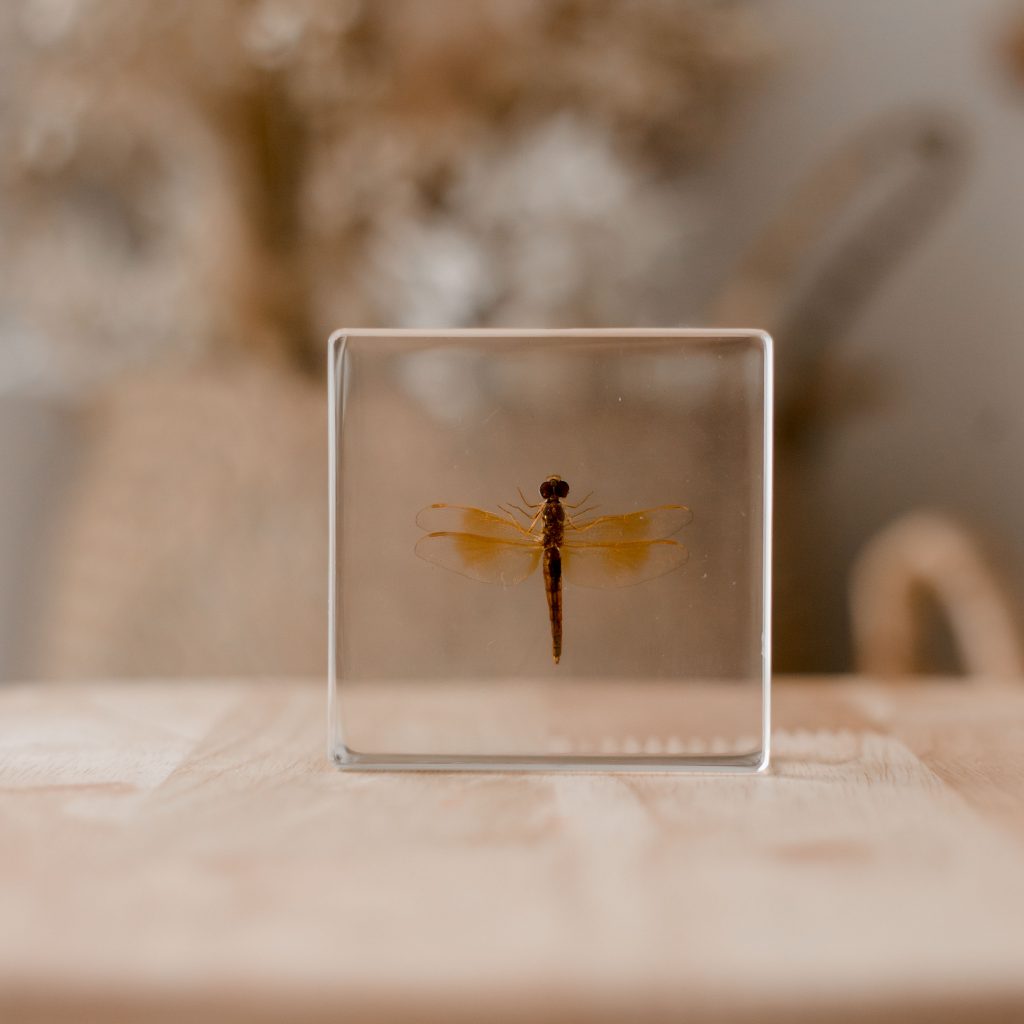 Dragonfly Specimen