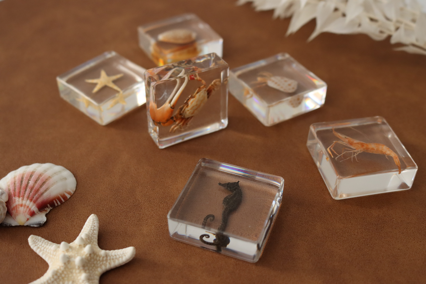 Ocean Explorer Specimen Set:
