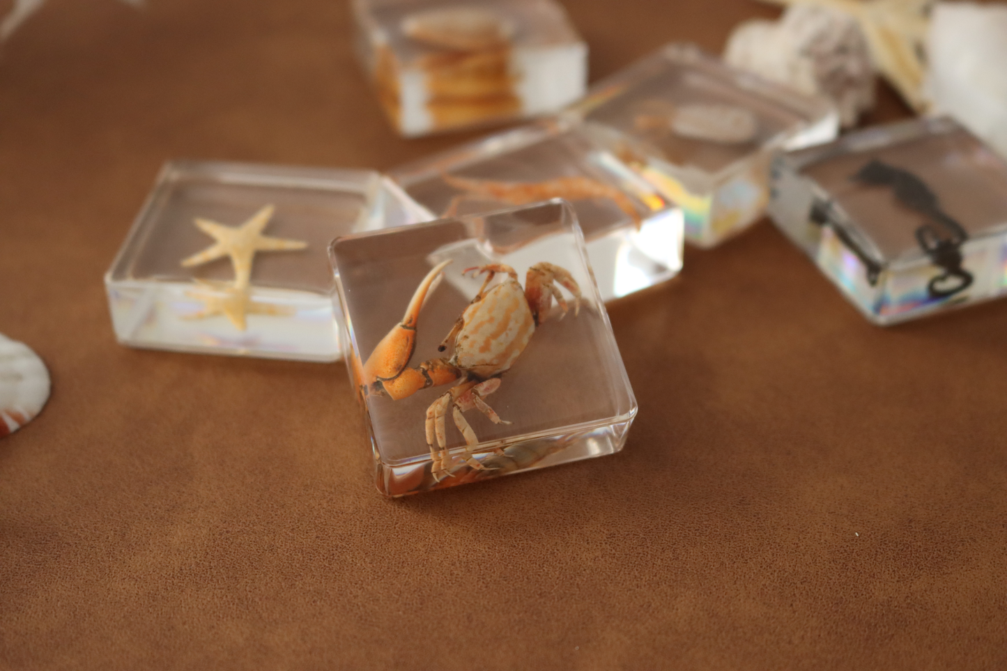 Ocean Explorer Specimen Set: