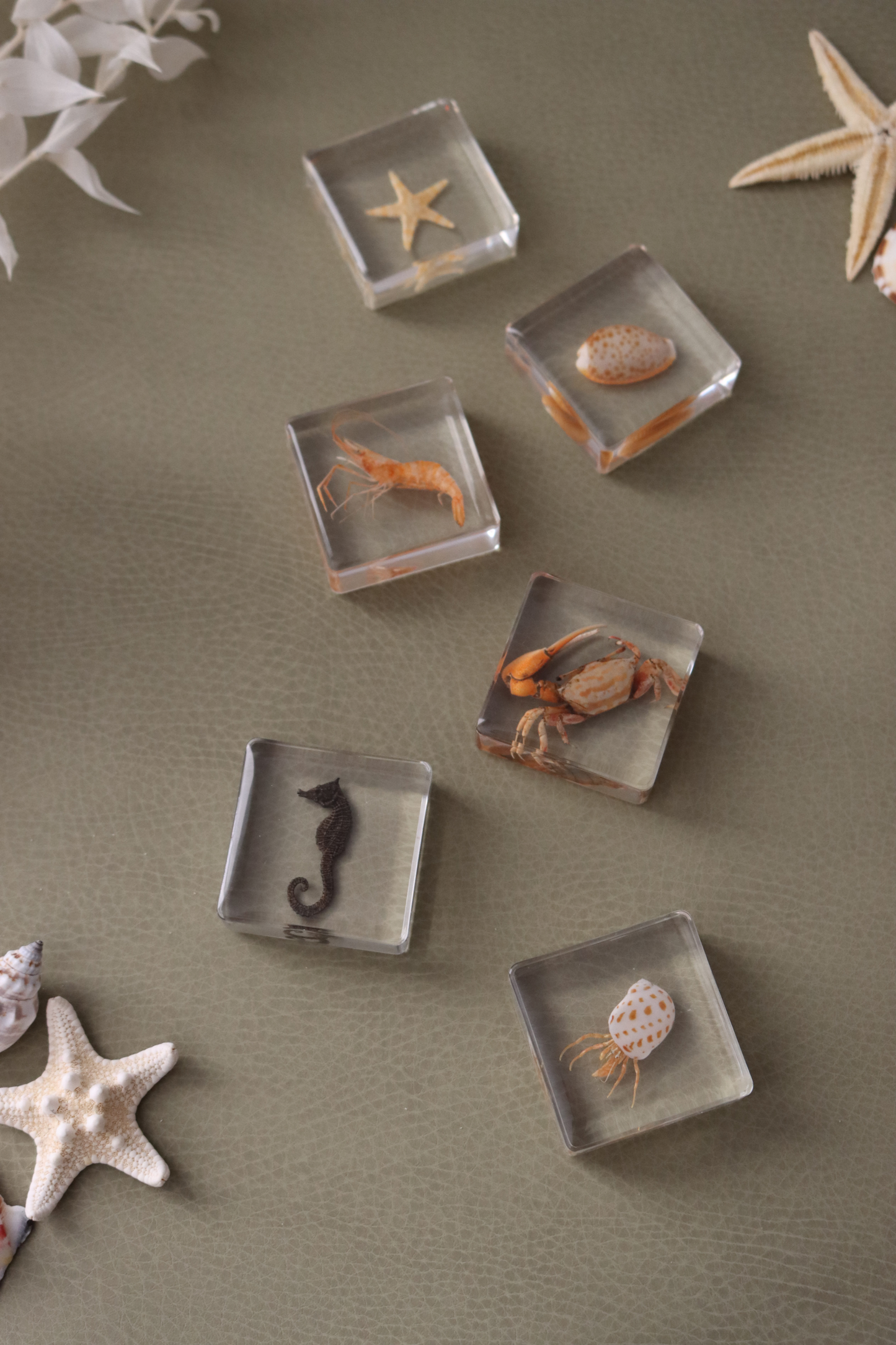 Ocean Explorer Specimen Set: