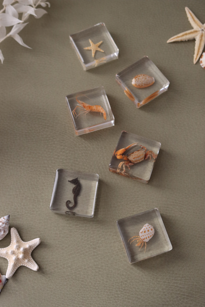 Ocean Explorer Specimen Set: