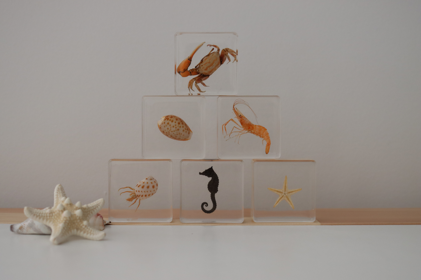 Ocean Explorer Specimen Set