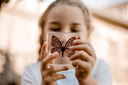 Butterfly Specimen Set of 4