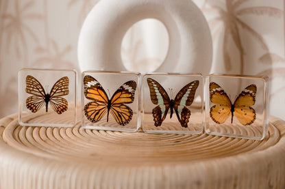 Butterfly Specimen Set of 4